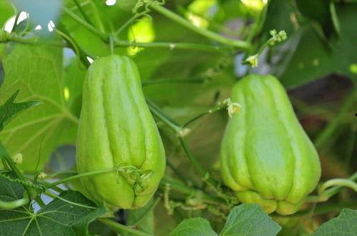 宝宝吃拂手瓜,宝宝辅食新选择