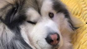 柯基跑夜路吃瓜