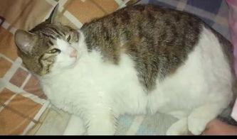 搞笑猫咪吃瓜群众,笑料横生！