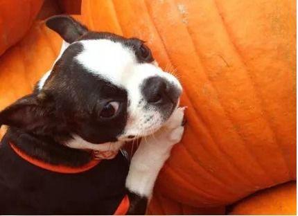 小狗吃瓜尖,趣味横生萌态现