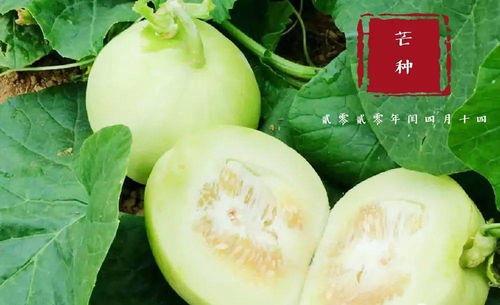 翰林府天长吃瓜,吃瓜群众眼中的繁华盛景