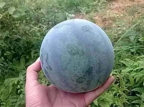 吃籽瓜会胖嘛,吃籽瓜真的会让人发胖吗?揭秘籽瓜的营养与热量