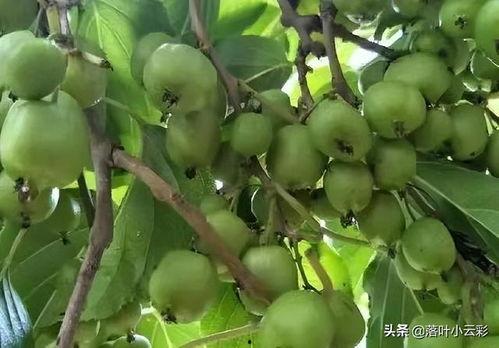 老鼠上树吃树瓜好吗,揭秘自然界的奇妙现象