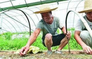 凌家塘吃瓜,一场夏日里的欢乐盛宴